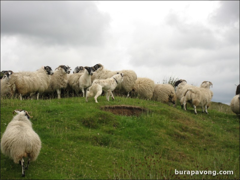 Sheep being herded by dogs.