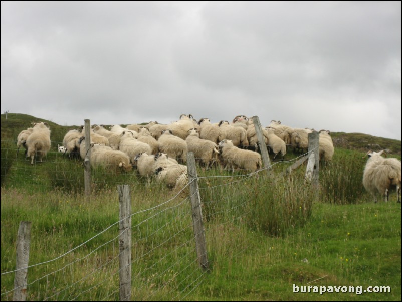 Sheep being herded by dogs.