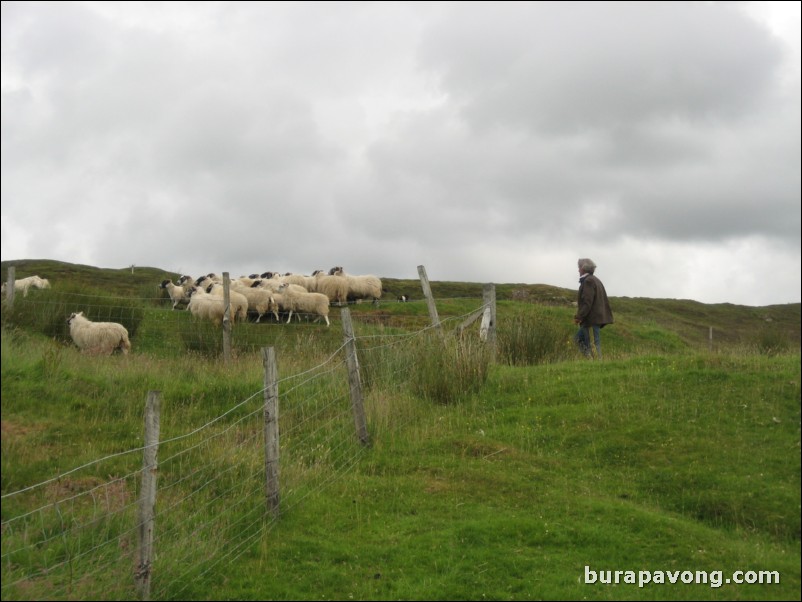 Sheep being herded by dogs.