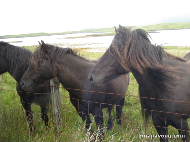 Very friendly horses.