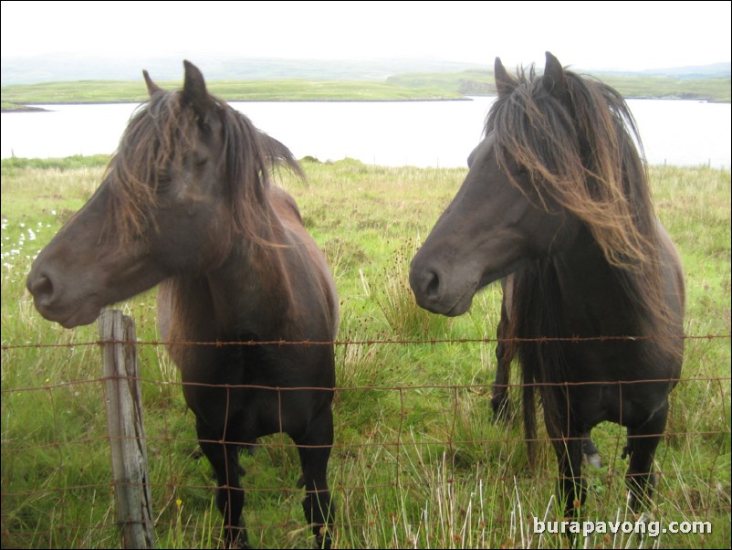 Very friendly horses.