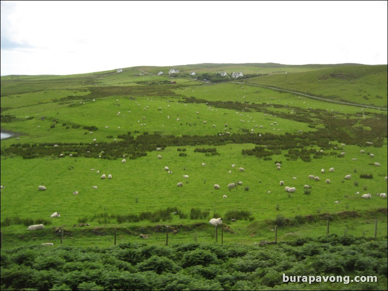 Lots of sheep.