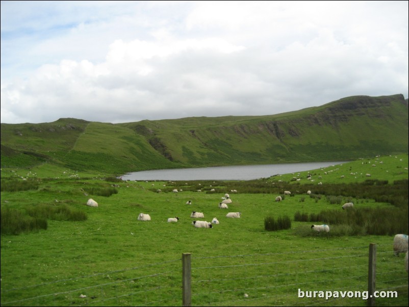 Lots of sheep.