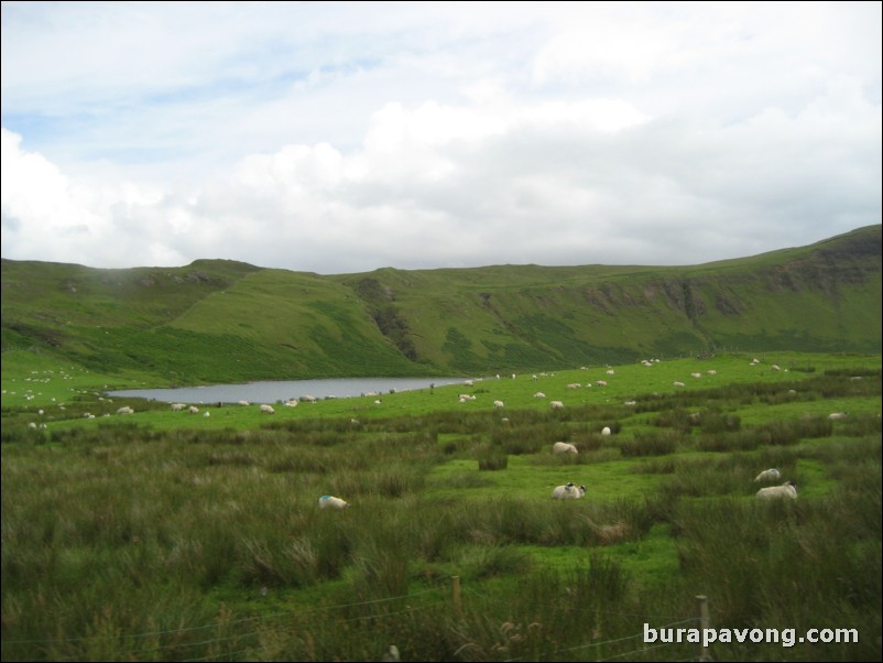 Lots of sheep.