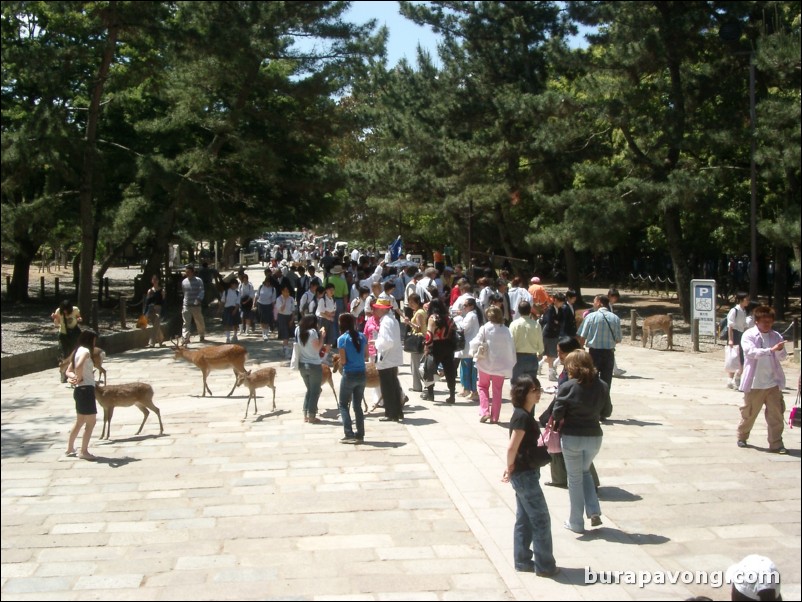 Nara Park.