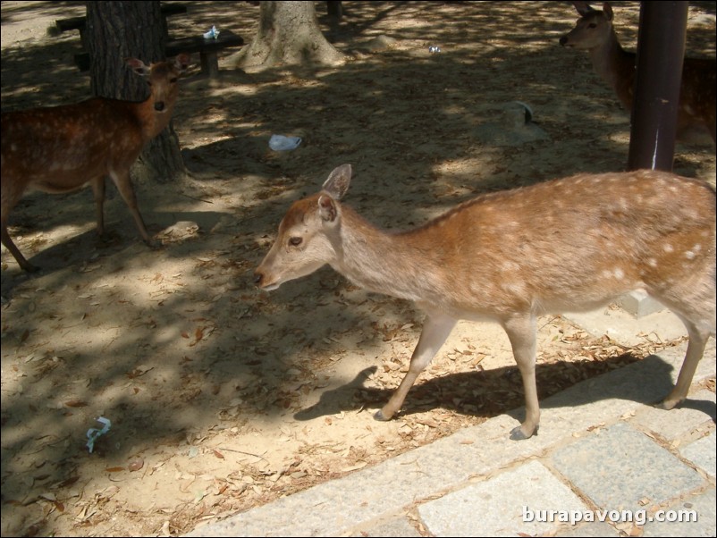 Nara Park.