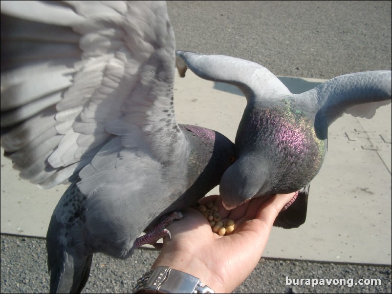 Feeding pigeons at Higashi Honganji Temple.