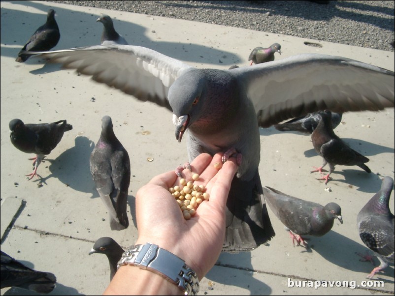 Feeding pigeons at Higashi Honganji Temple.