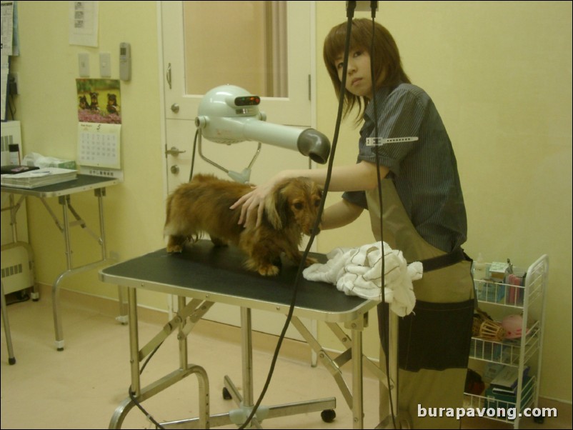 Pet store, AEON shopping center.