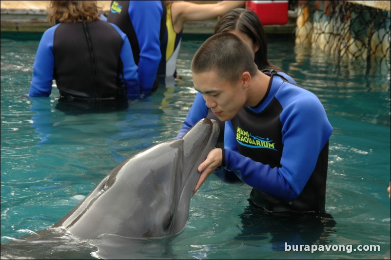 Swimming with dolphins at Miami Seaquarium.