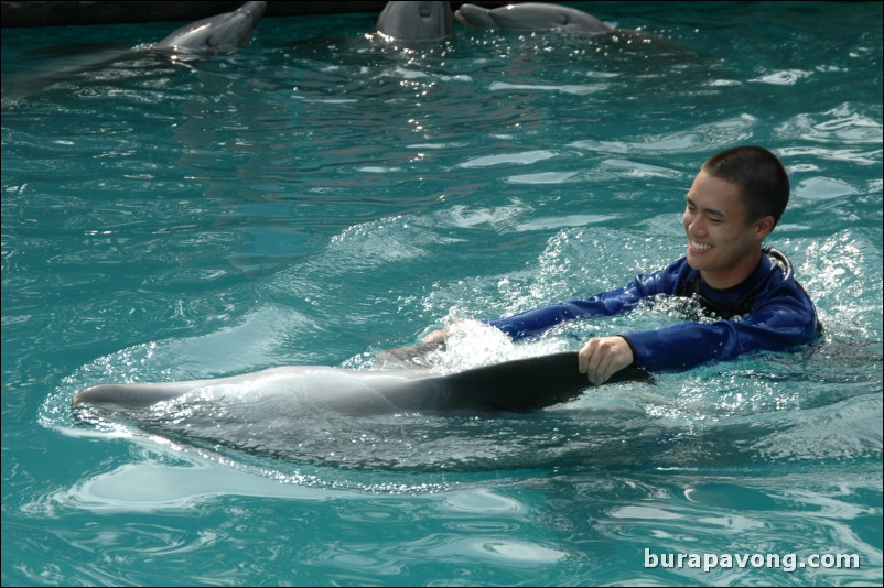 Swimming with dolphins at Miami Seaquarium.