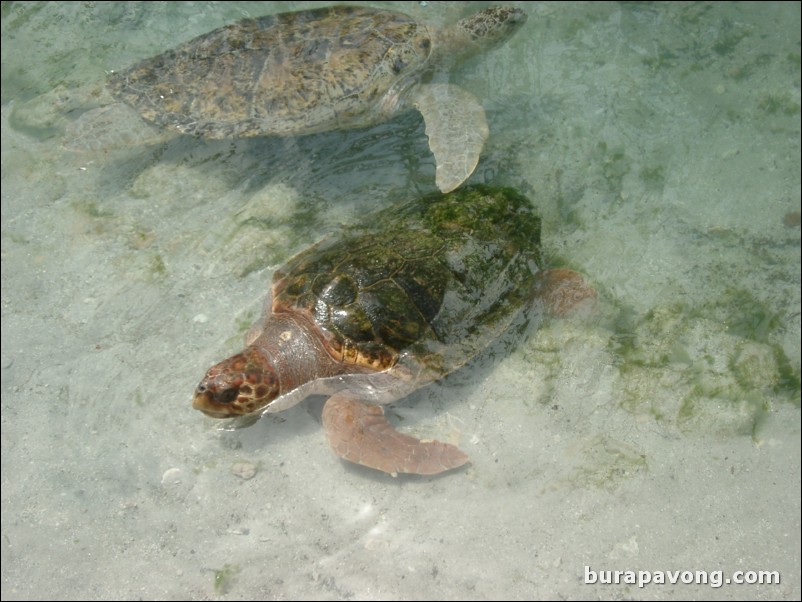 Miami Seaquarium.