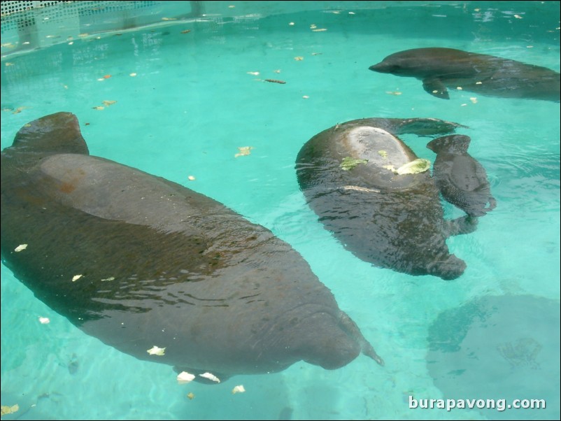 Miami Seaquarium.