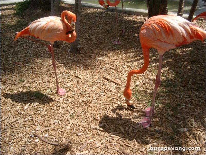 Miami Seaquarium.