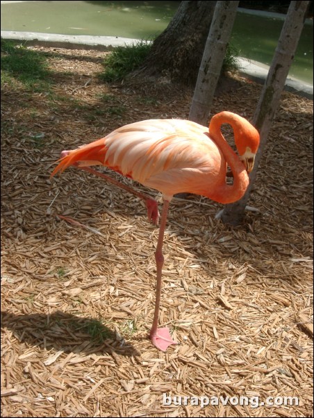 Miami Seaquarium.