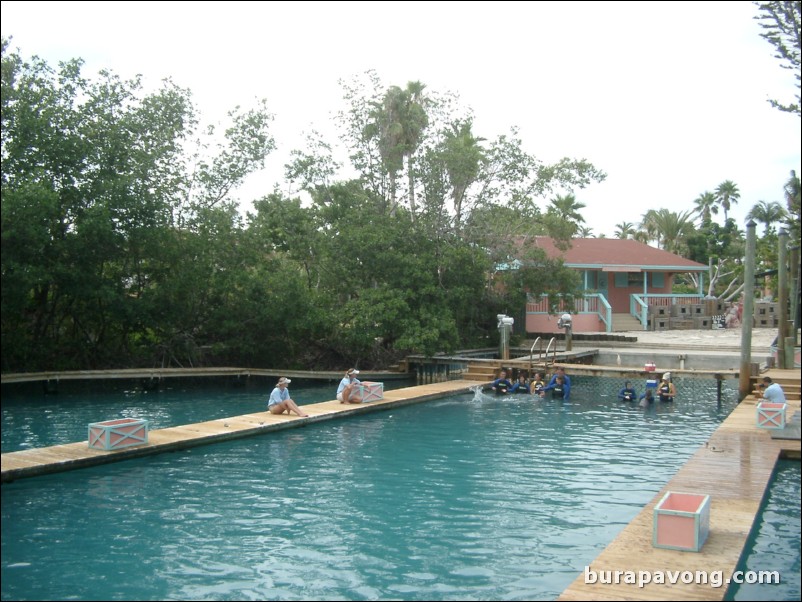 Swimming with dolphins at Miami Seaquarium.