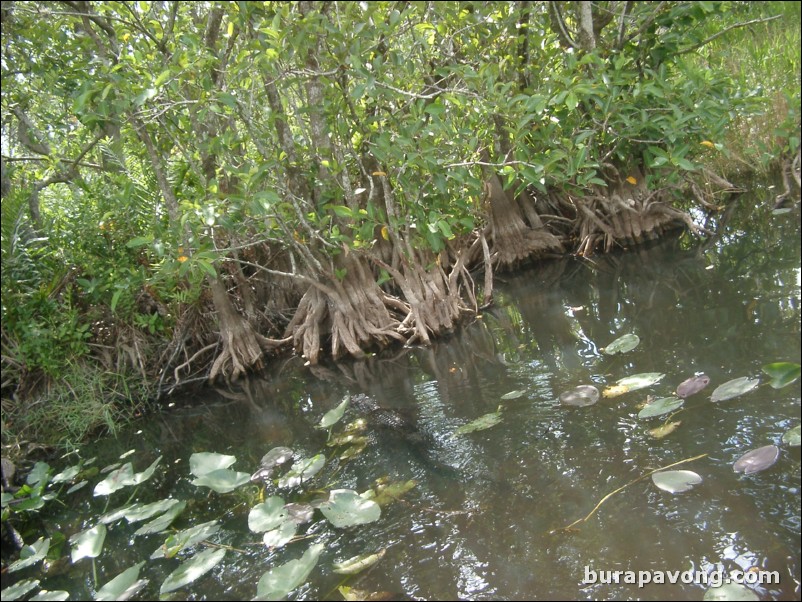 Airboat tour of the Florida Everglades.