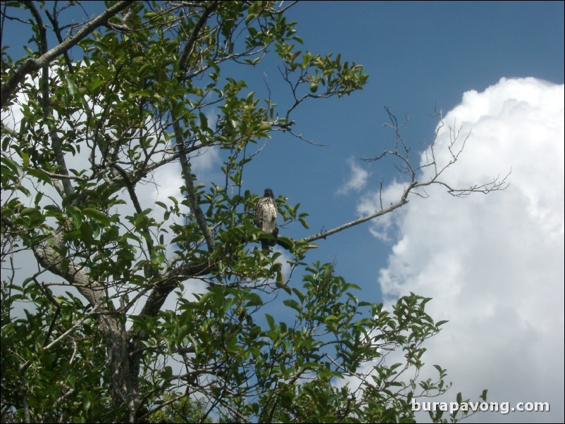 Airboat tour of the Florida Everglades.