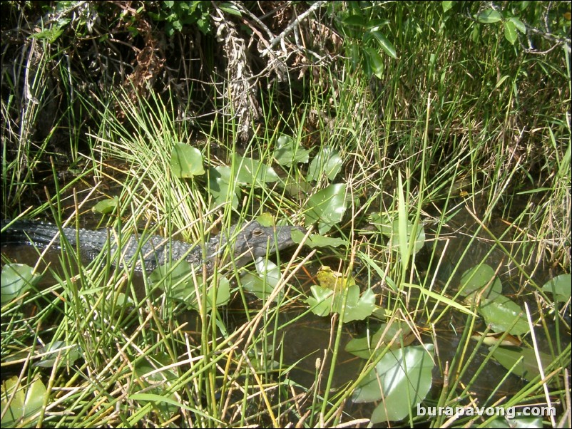 Airboat tour of the Florida Everglades.