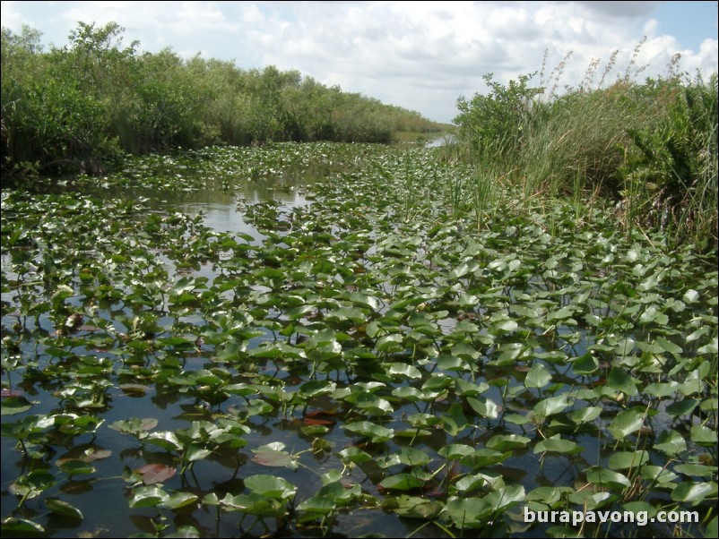 Airboat tour of the Florida Everglades.