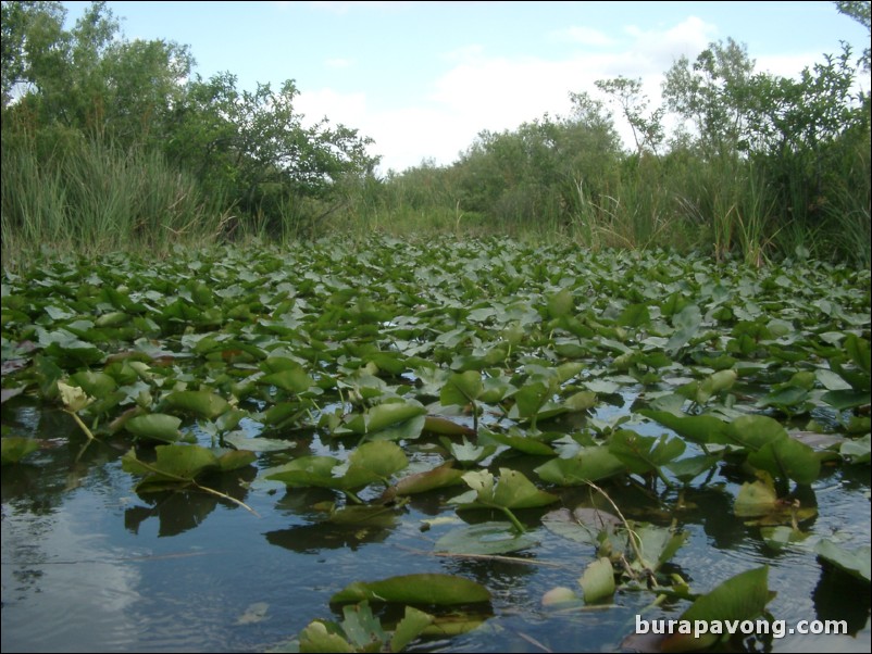 Airboat tour of the Florida Everglades.