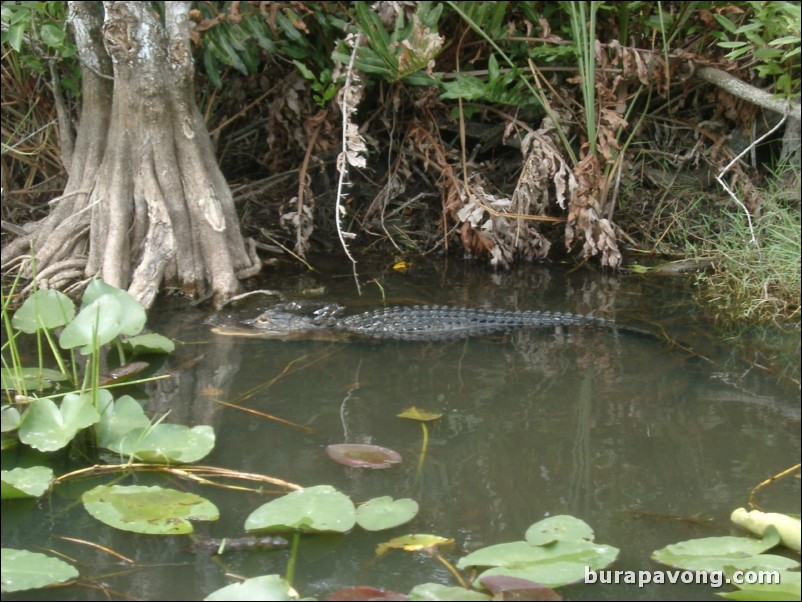 Airboat tour of the Florida Everglades.