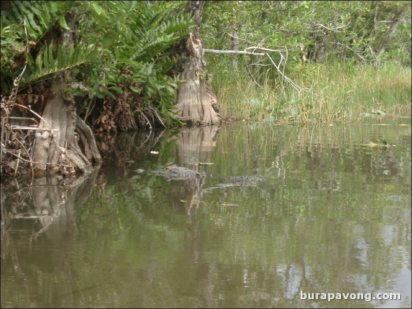 Airboat tour of the Florida Everglades.