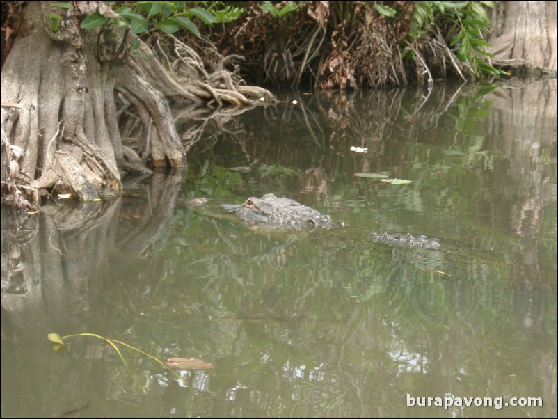 Airboat tour of the Florida Everglades.