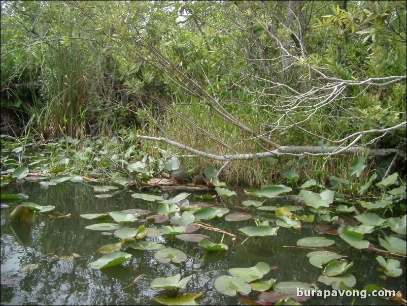 Airboat tour of the Florida Everglades.