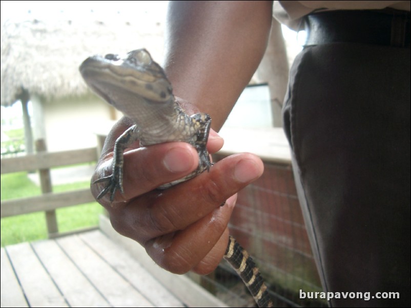 Baby alligator at Gator Park.