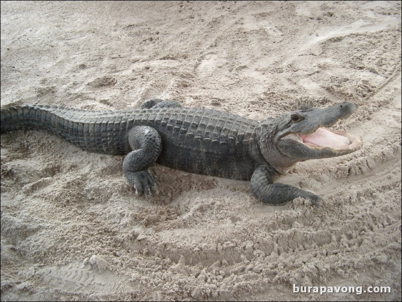 Alligator at Gator Park.