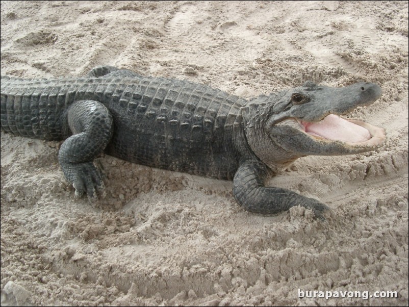 Alligator at Gator Park.