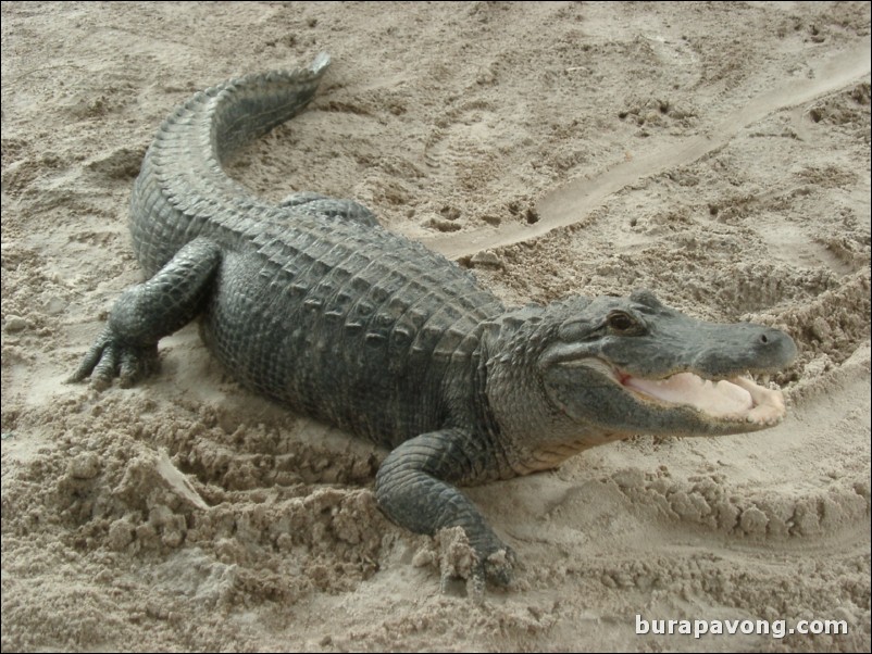 Alligator at Gator Park.