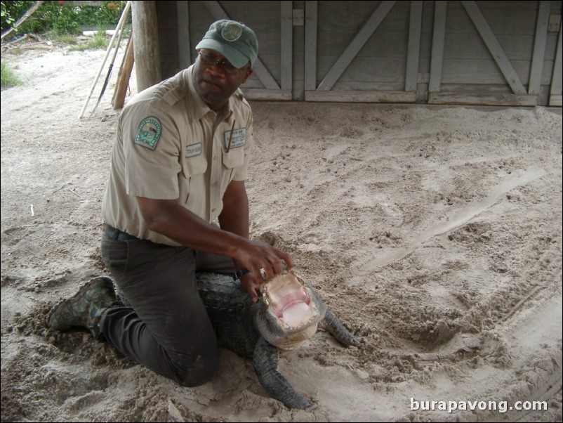 Trainer handling a gator.