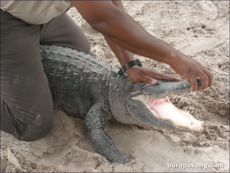 Trainer handling a gator.