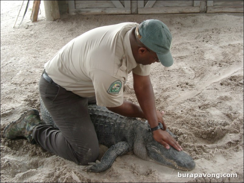 Trainer handling a gator.