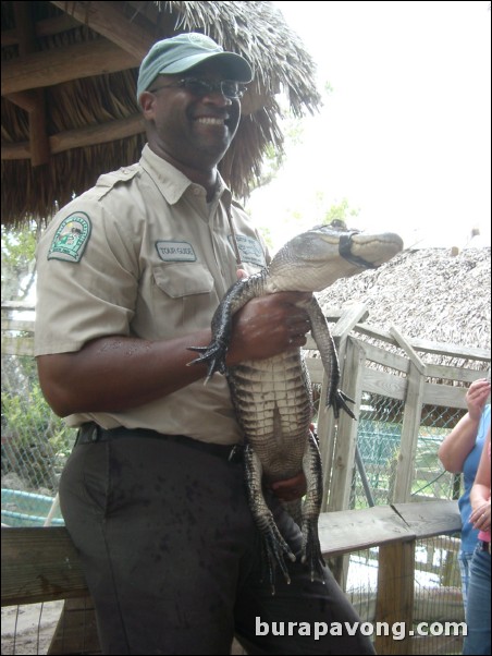 Trainer holding a young gator.