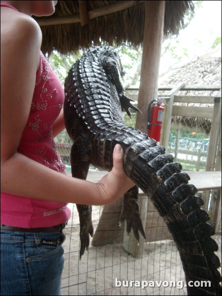 Young gator.