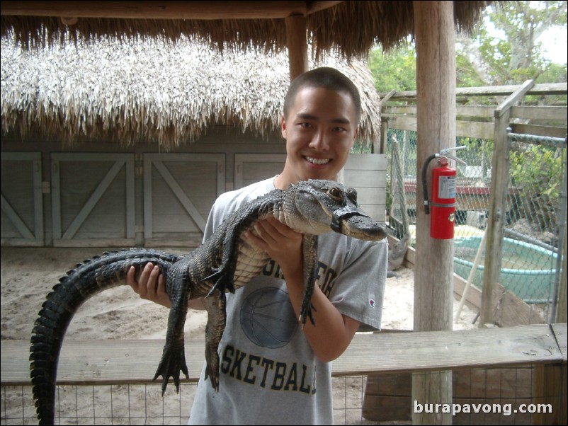 Young gator.