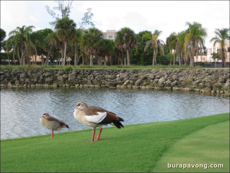 Great White Course at Doral.