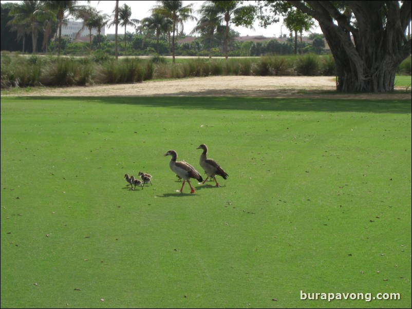 Great White Course at Doral.