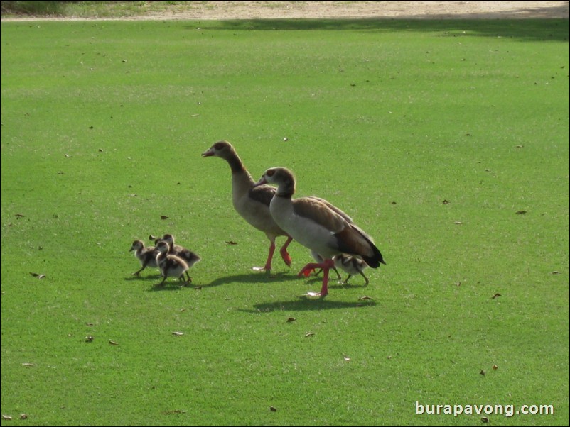 Great White Course at Doral.