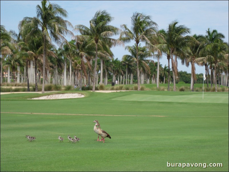 Great White Course at Doral.