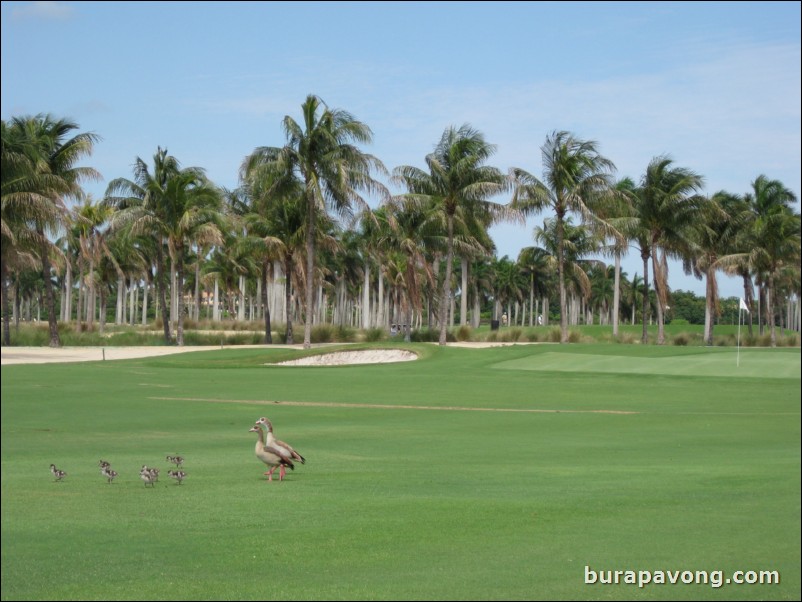 Great White Course at Doral.