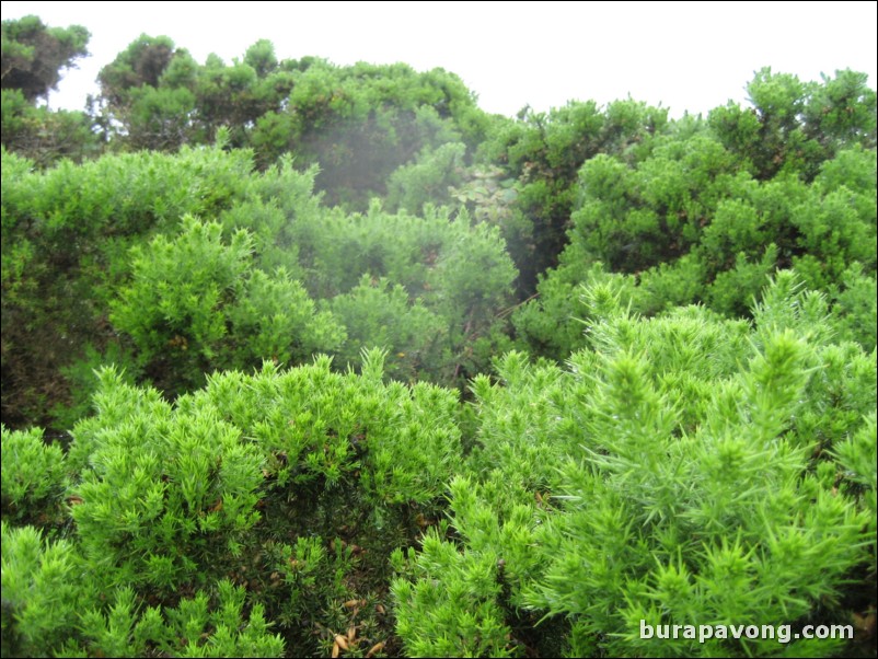 The infamous gorse.