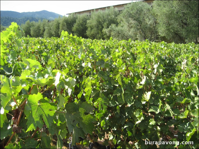 Robert Mondavi Winery.