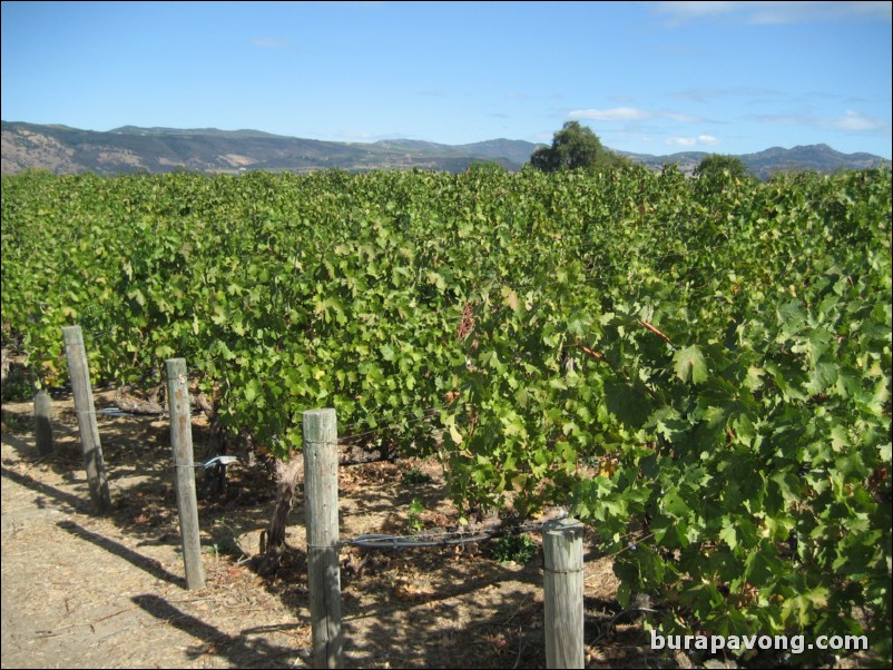 Robert Mondavi Winery.