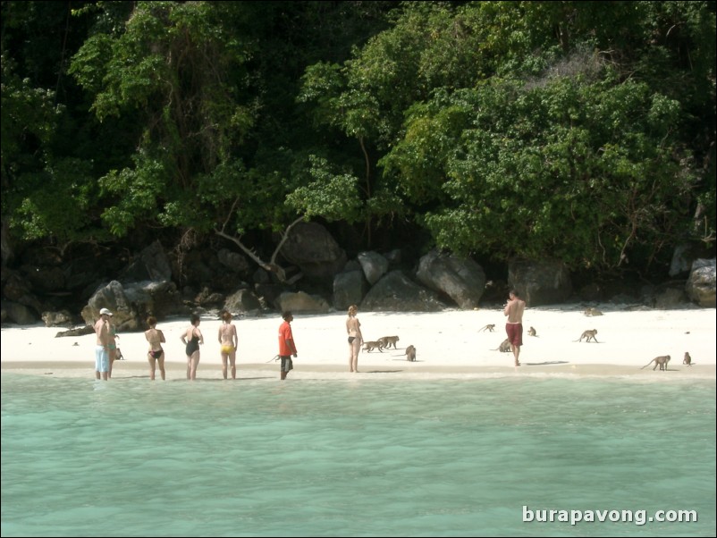 Monkeys on the beach around Phi Phi Island.