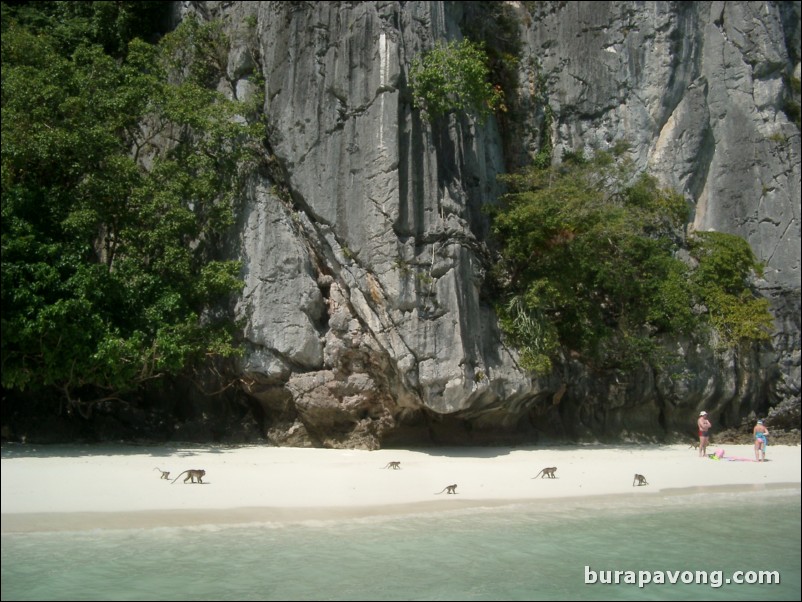 Monkeys on the beach around Phi Phi Island.