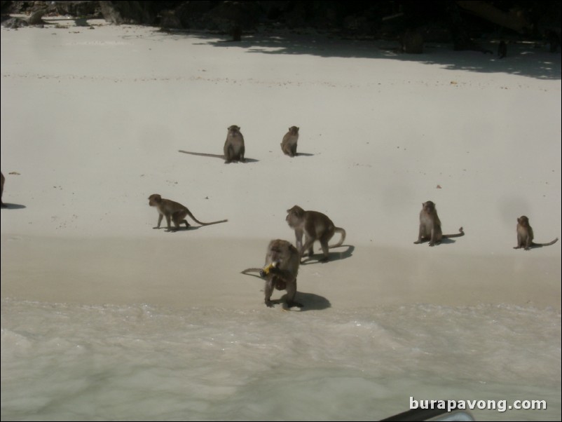 Monkeys on the beach around Phi Phi Island.